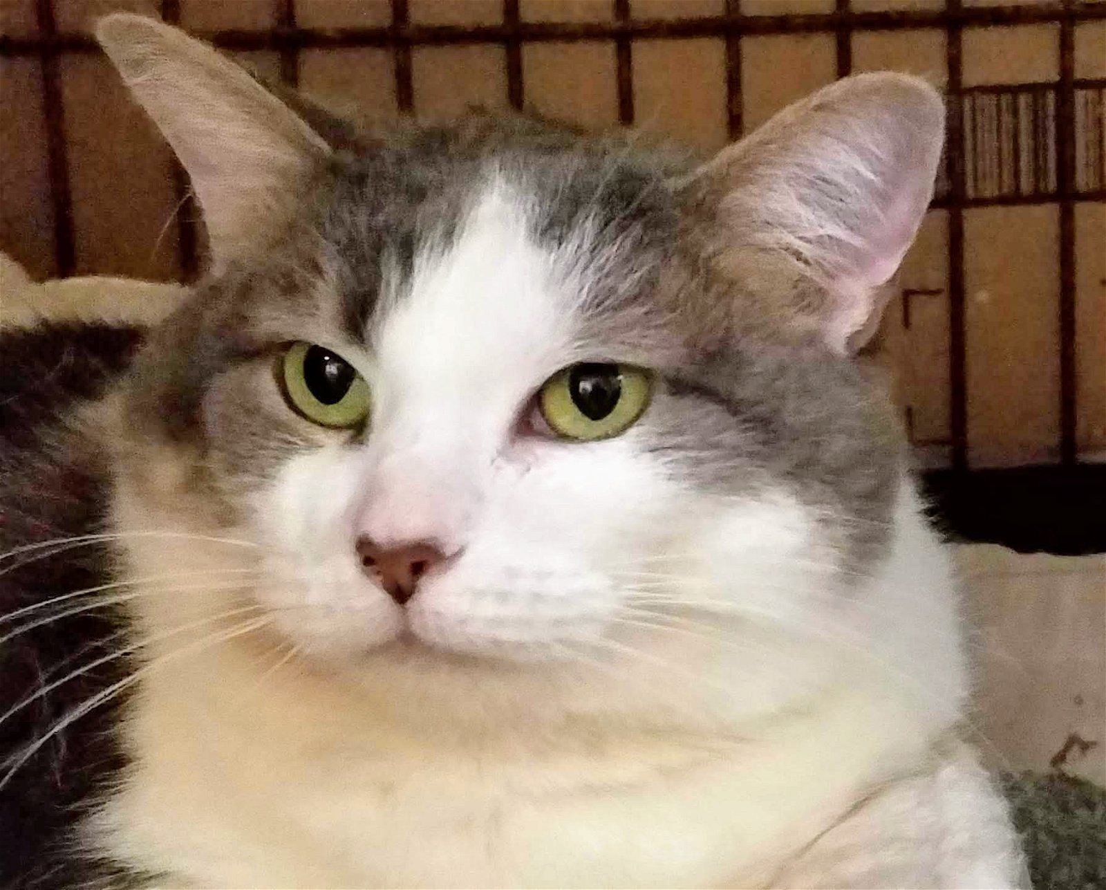 adoptable Cat in Feasterville Trevose, PA named Darcy