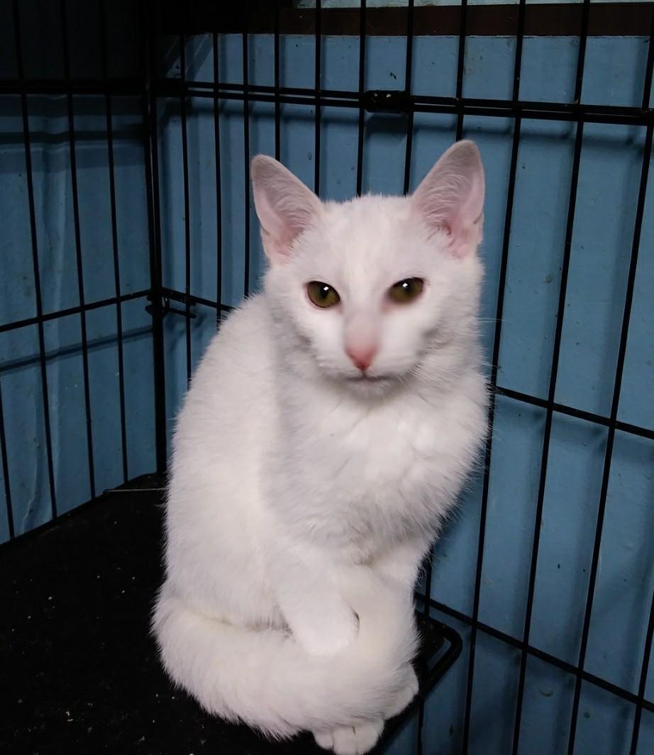 adoptable Cat in Feasterville Trevose, PA named Cotton