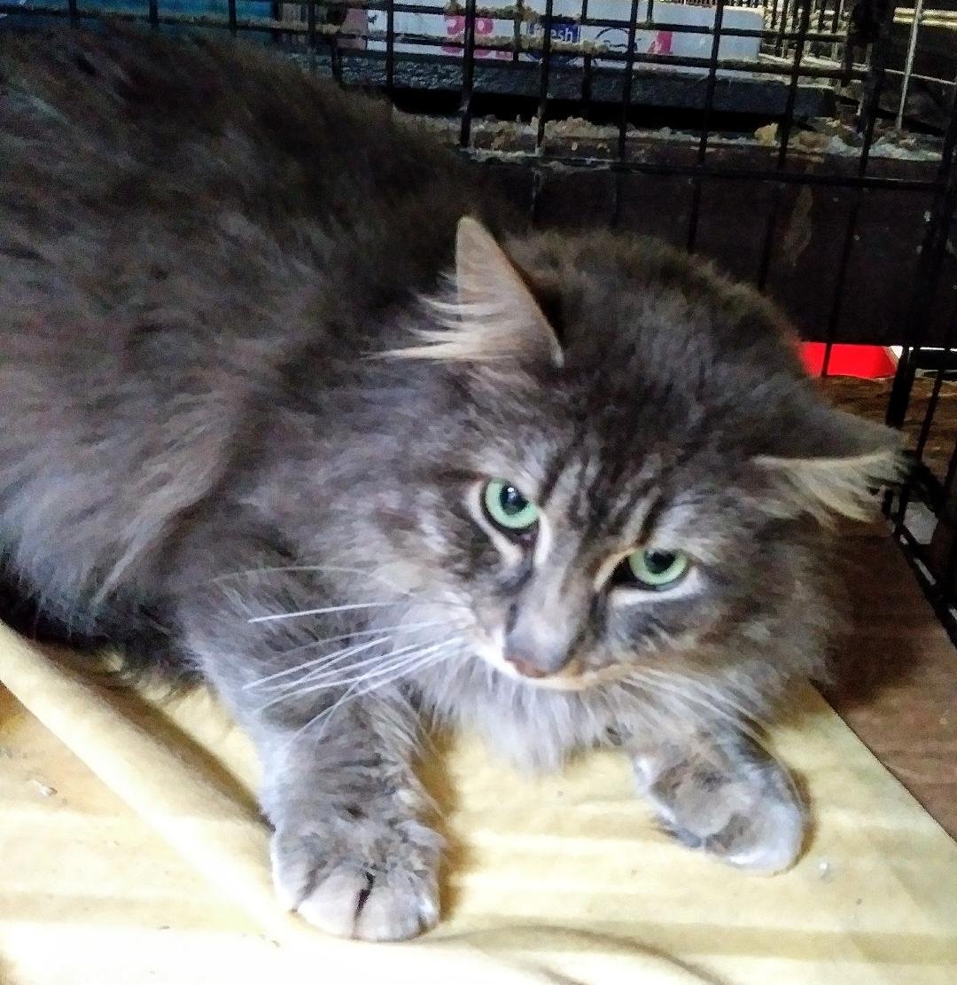 adoptable Cat in Feasterville Trevose, PA named Big Paw