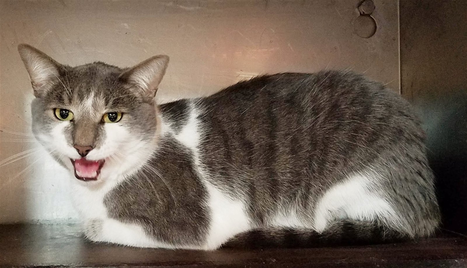 adoptable Cat in Feasterville Trevose, PA named Toliver