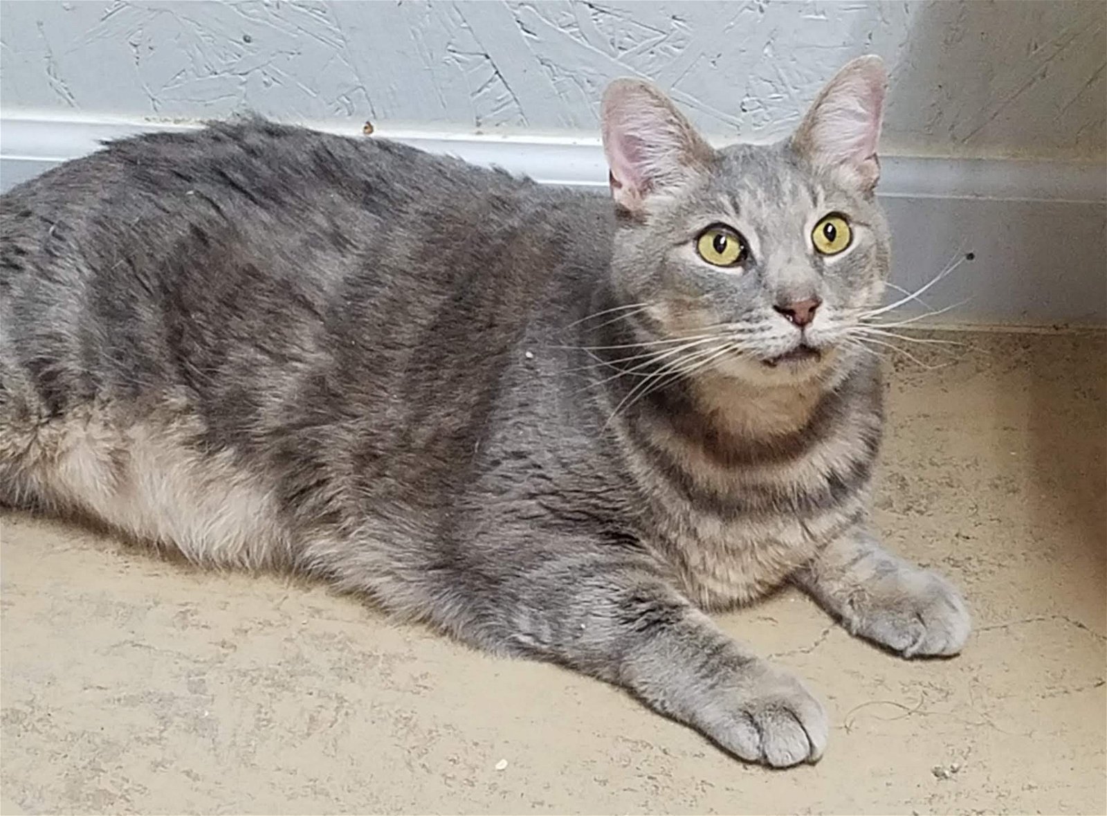 adoptable Cat in Feasterville Trevose, PA named Bumper