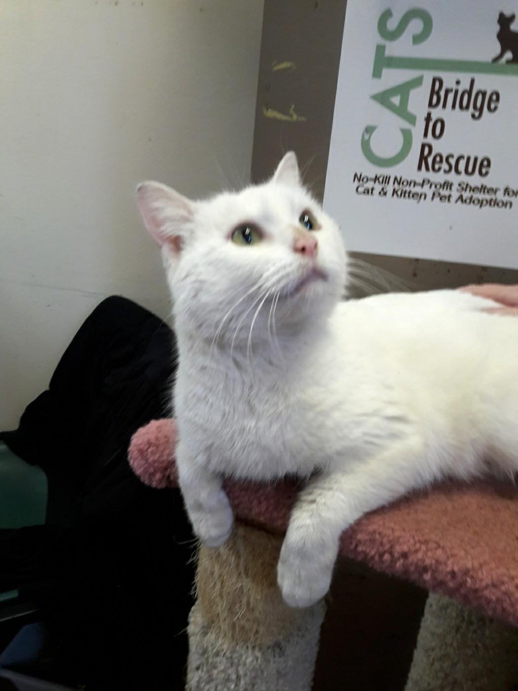 adoptable Cat in Feasterville Trevose, PA named Snow White