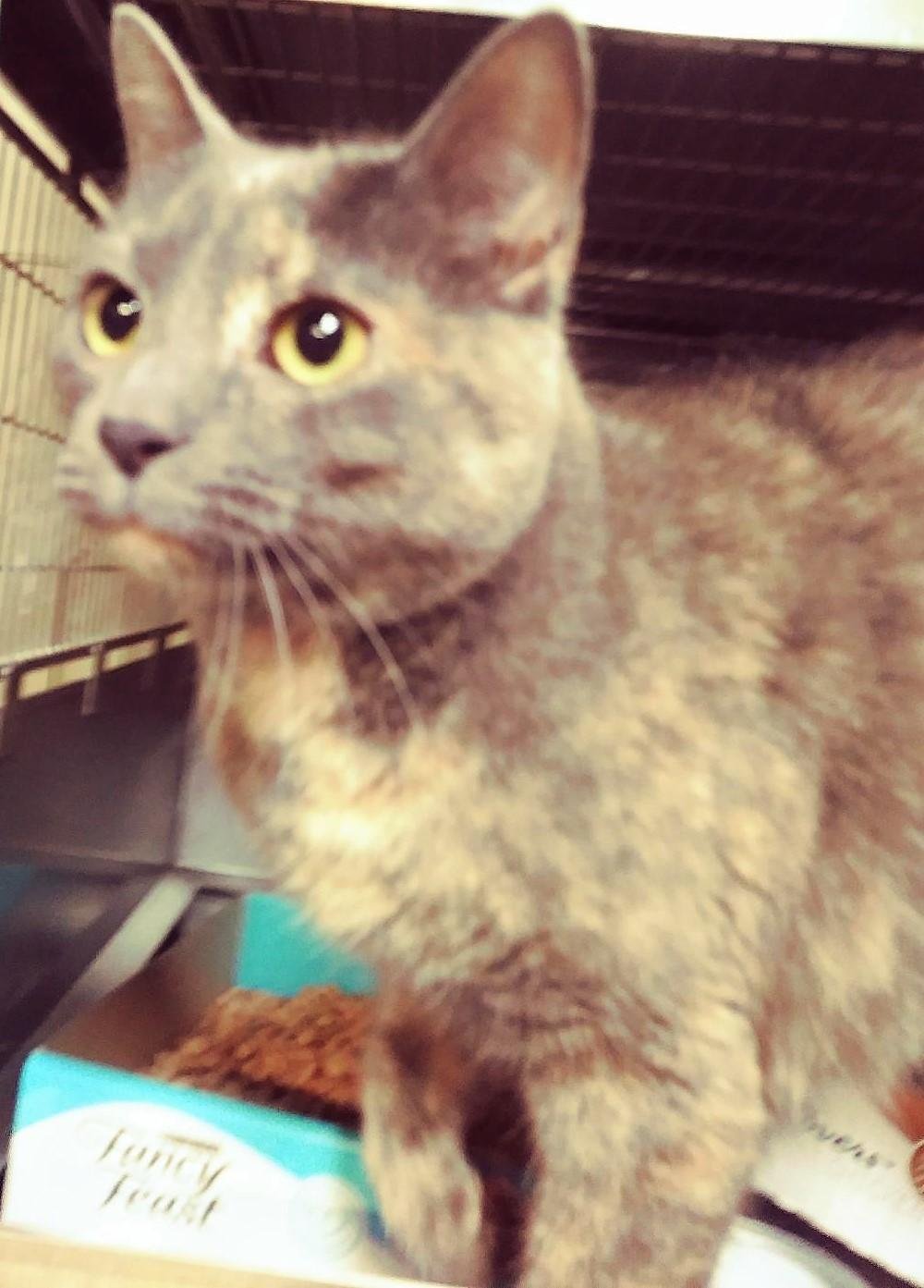 adoptable Cat in Feasterville Trevose, PA named Dutchess Sussex