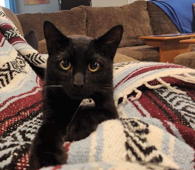 adoptable Cat in Feasterville Trevose, PA named Nero (2019)