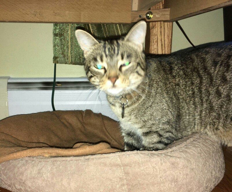 adoptable Cat in Feasterville Trevose, PA named Millie