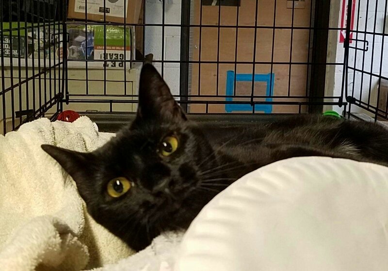 adoptable Cat in Feasterville Trevose, PA named Netflix