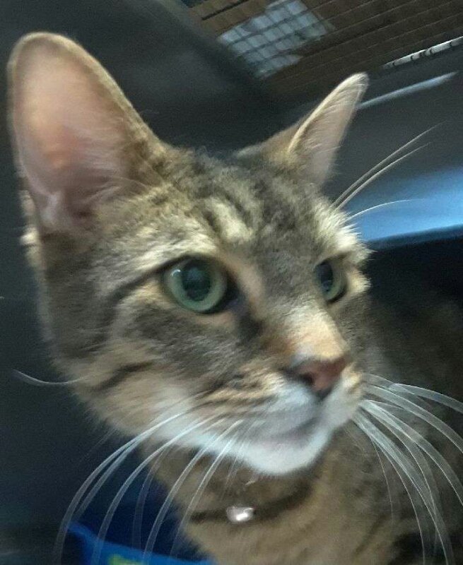 adoptable Cat in Feasterville Trevose, PA named Floyd