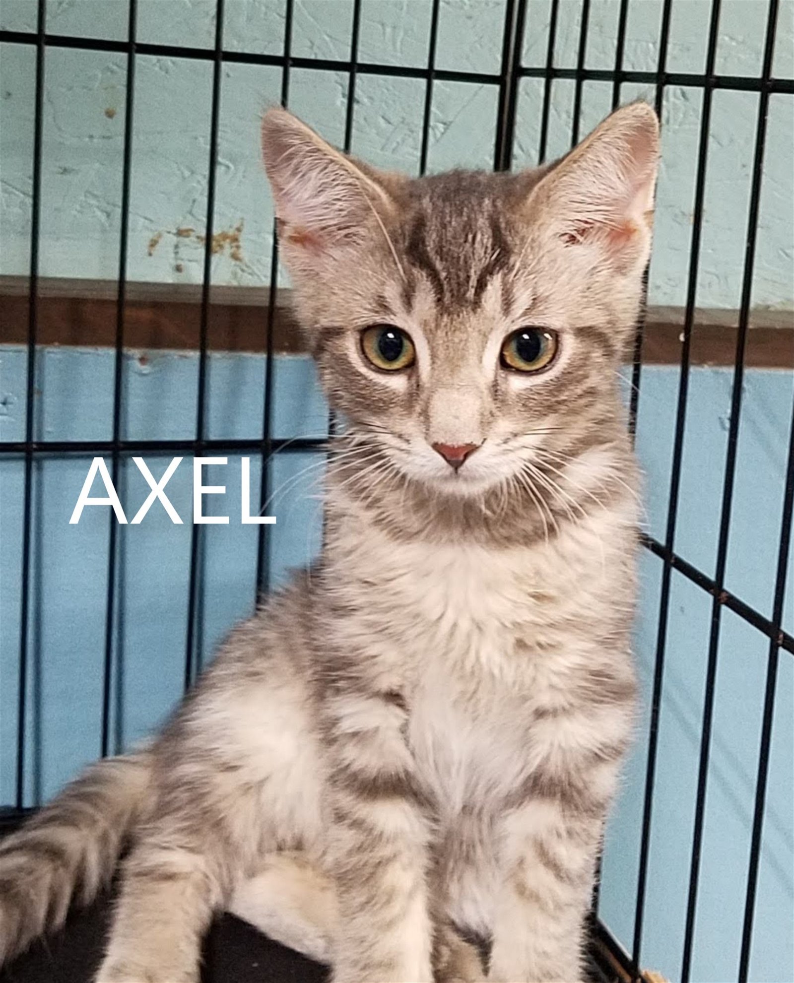 adoptable Cat in Feasterville Trevose, PA named Axel