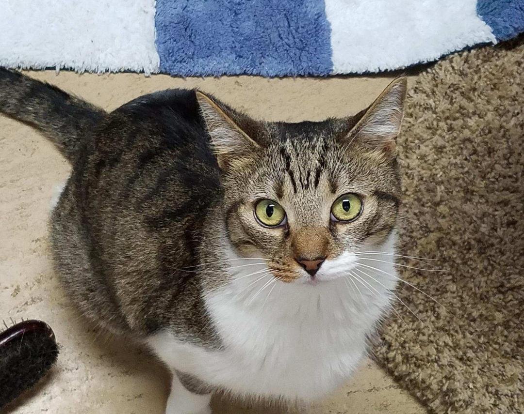 adoptable Cat in Feasterville Trevose, PA named Charming