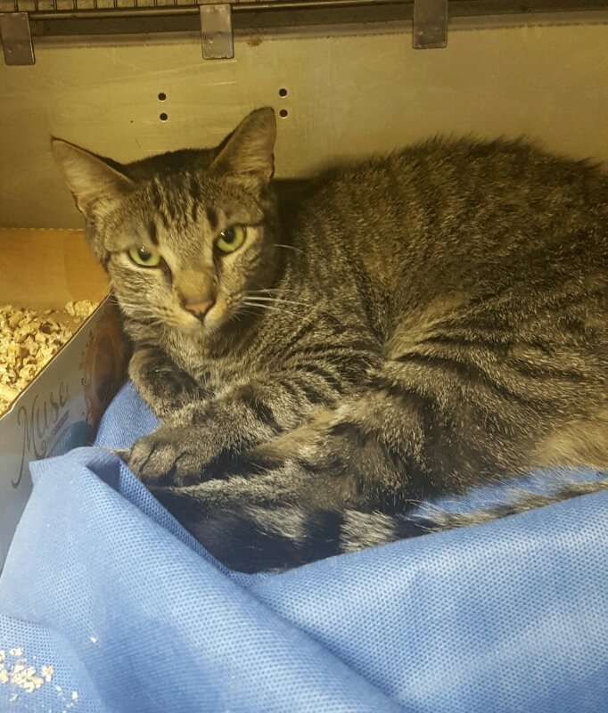 adoptable Cat in Feasterville Trevose, PA named Massetto