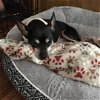 adoptable Dog in dallas, TX named Benji