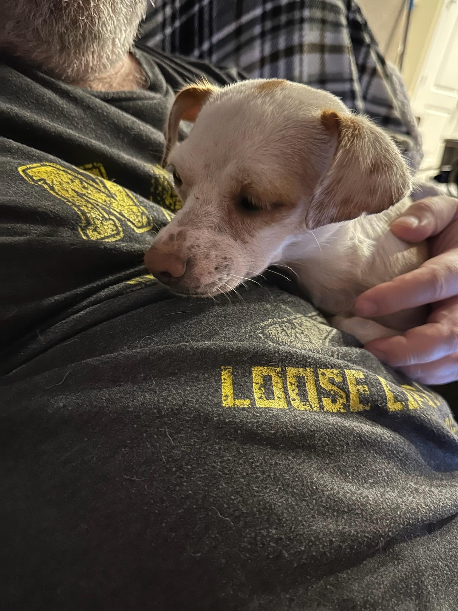 adoptable Dog in Dallas, TX named Luna