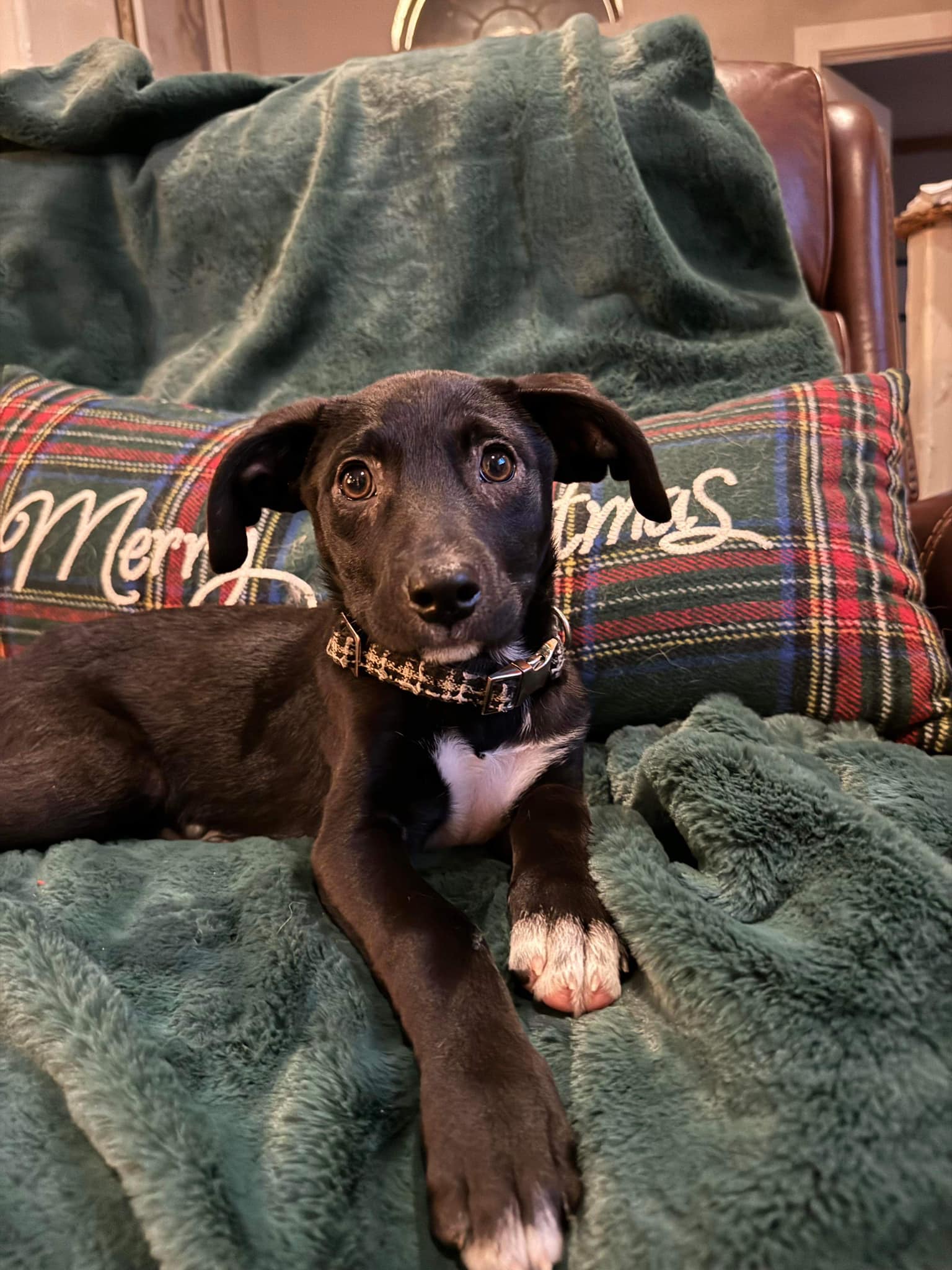 Dog for Adoption Olive, a Border Collie in Greenville, TX Alpha Paw