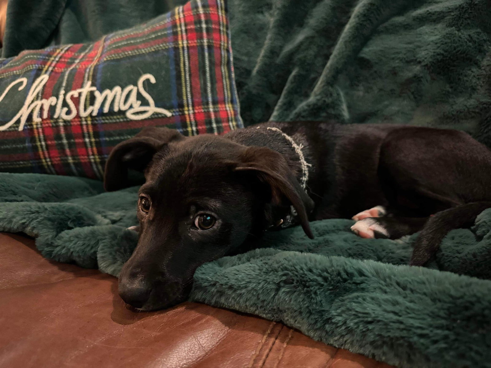 Dog for Adoption Olive, a Border Collie in Greenville, TX Alpha Paw