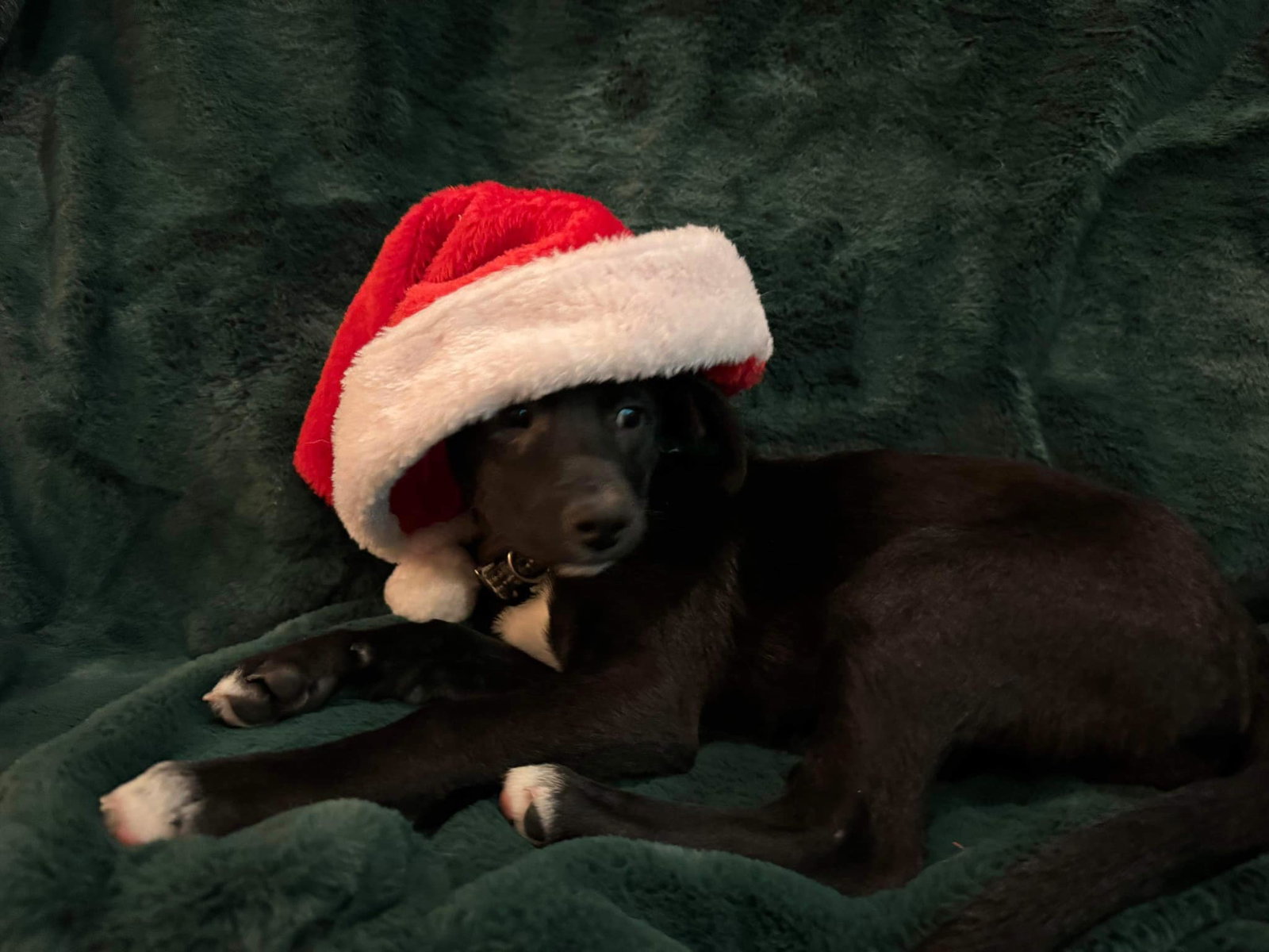 Dog for Adoption Olive, a Border Collie in Greenville, TX Alpha Paw