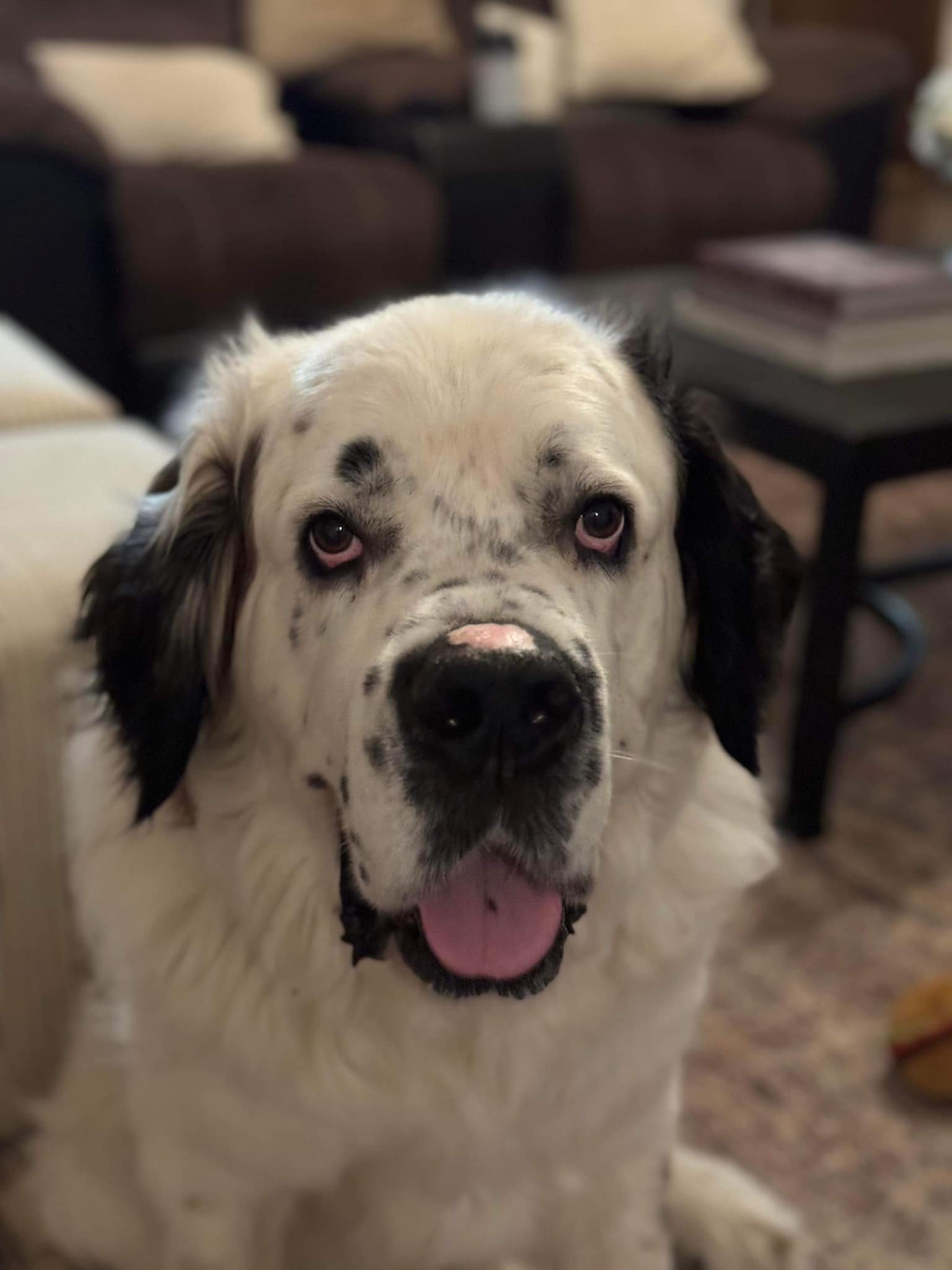 adoptable Dog in Dallas, TX named Bernie