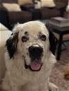 adoptable Dog in dallas, TX named Bernie