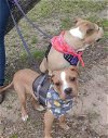 adoptable Dog in dallas, TX named Austin
