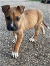 adoptable Dog in dallas, TX named Benny