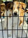adoptable Dog in dallas, TX named Regina
