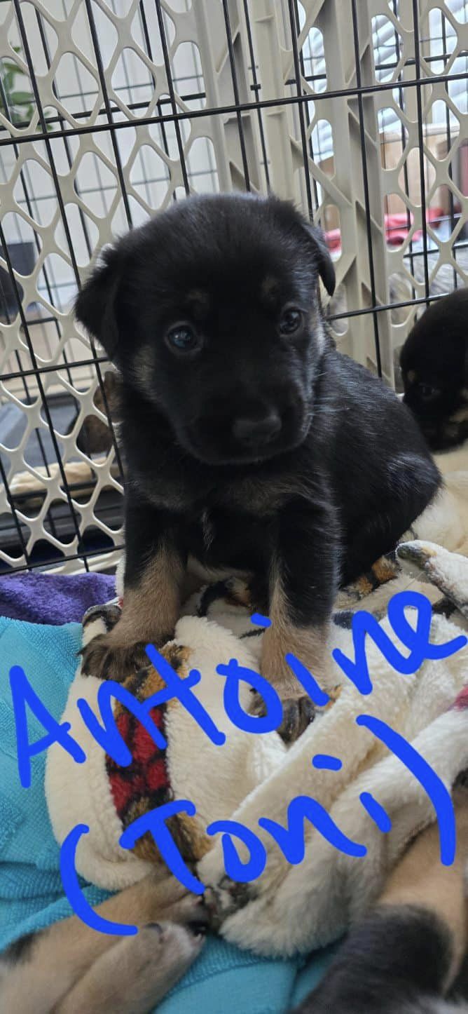 adoptable Dog in Dallas, TX named Antoine (Toni)