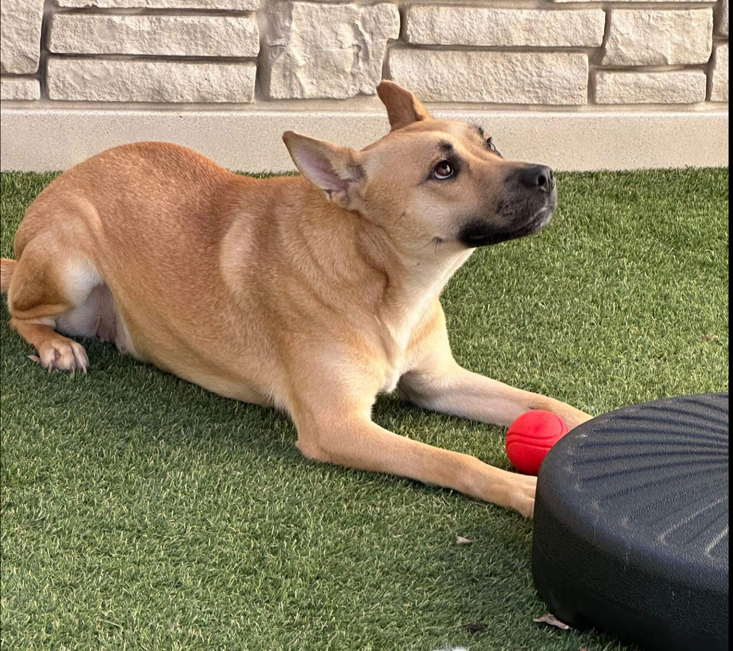 adoptable Dog in Dallas, TX named Connie