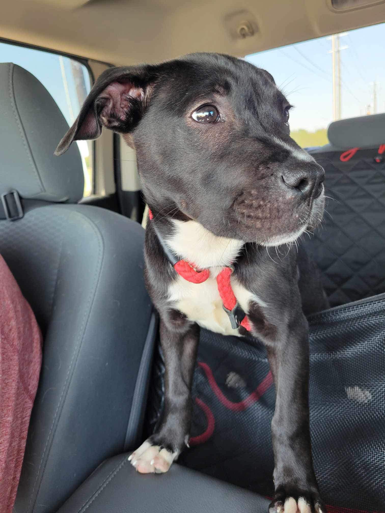 adoptable Dog in Dallas, TX named Fig