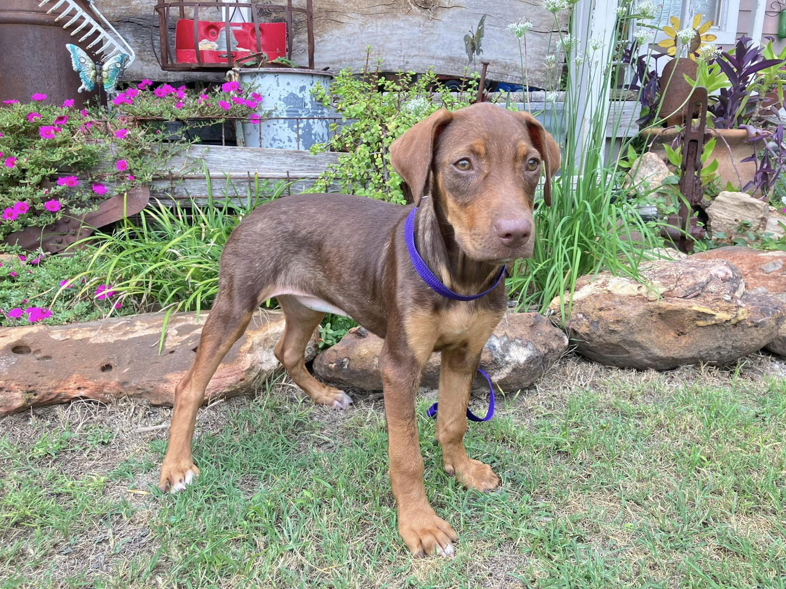 adoptable Dog in Dallas, TX named Milly