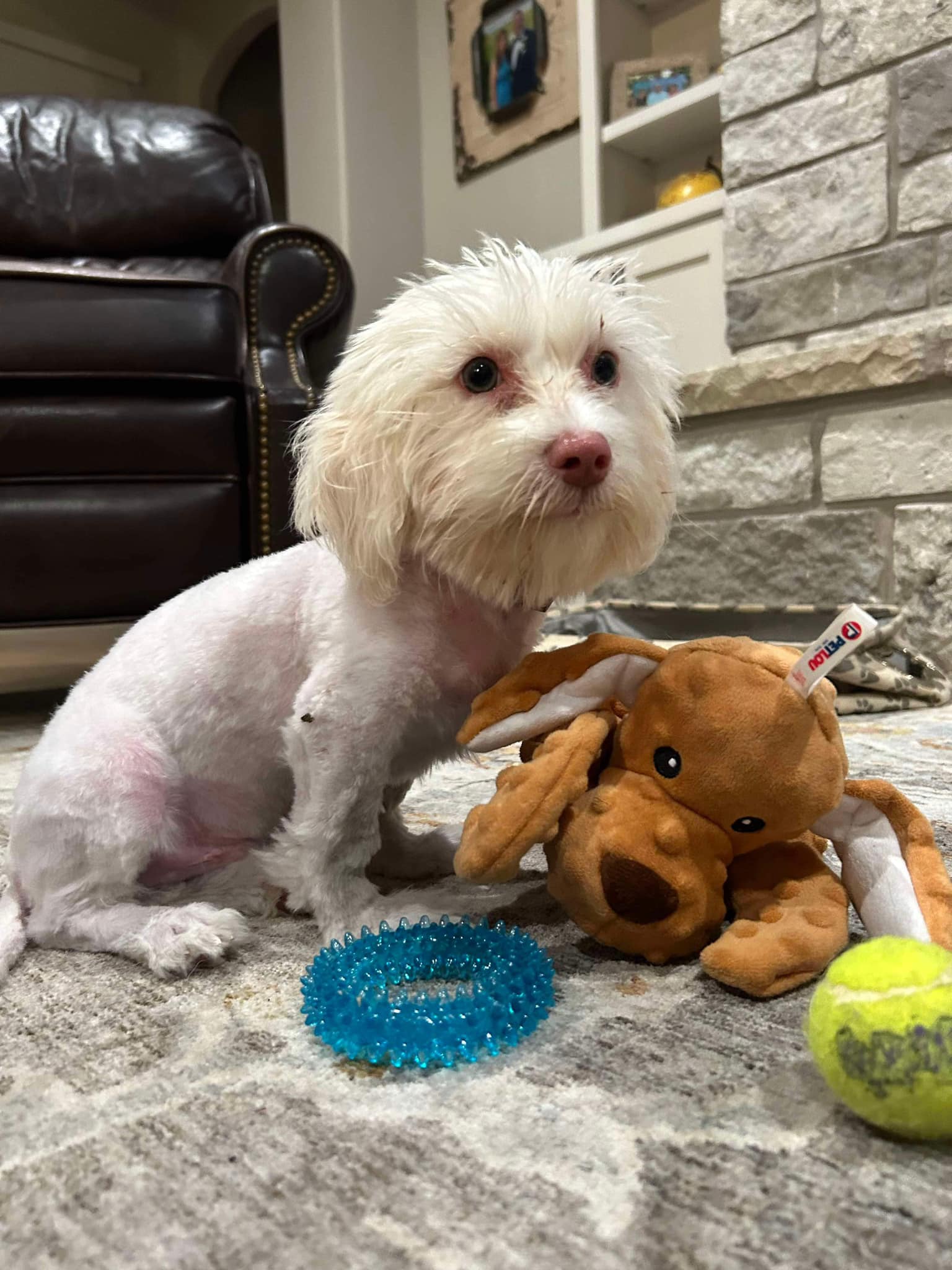 adoptable Dog in Dallas, TX named Louie