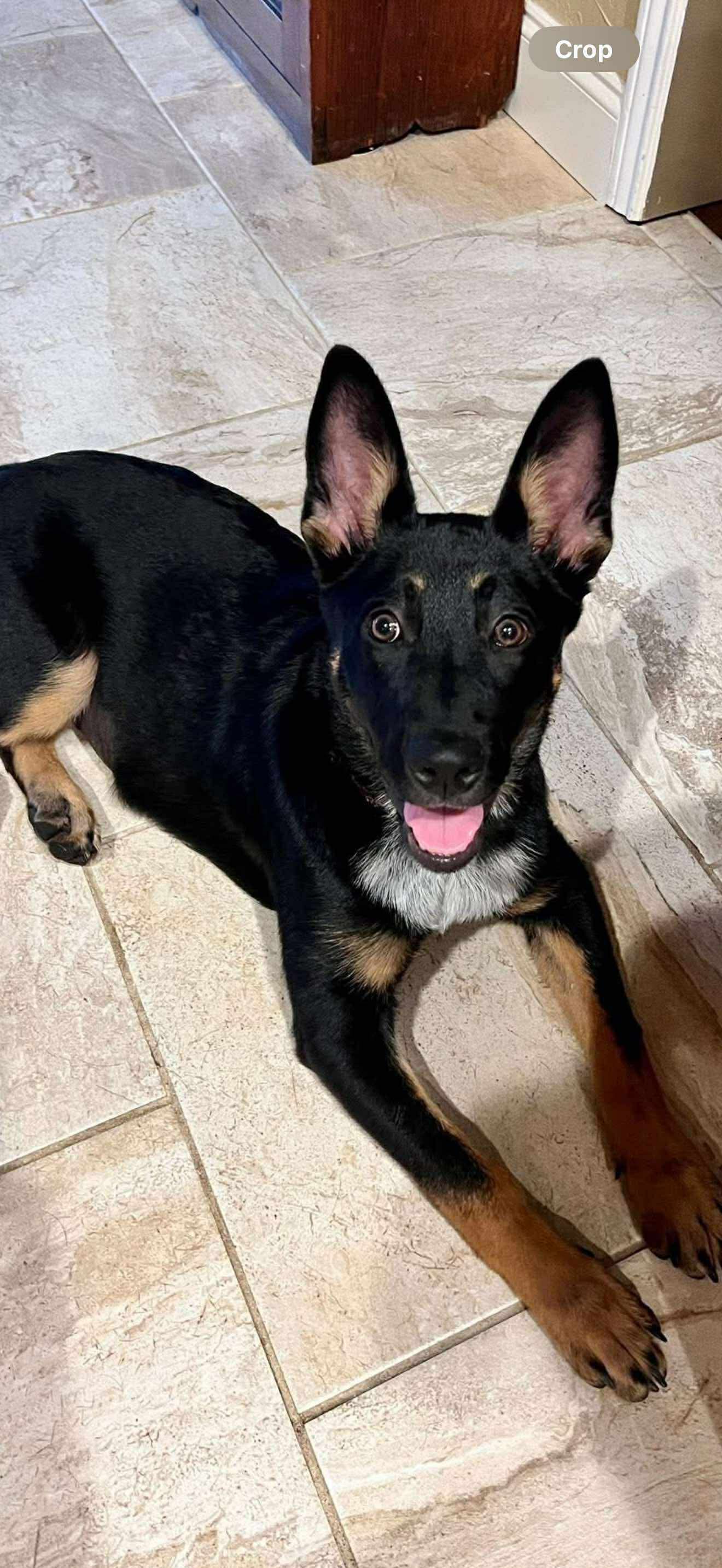 adoptable Dog in Dallas, TX named Winnie