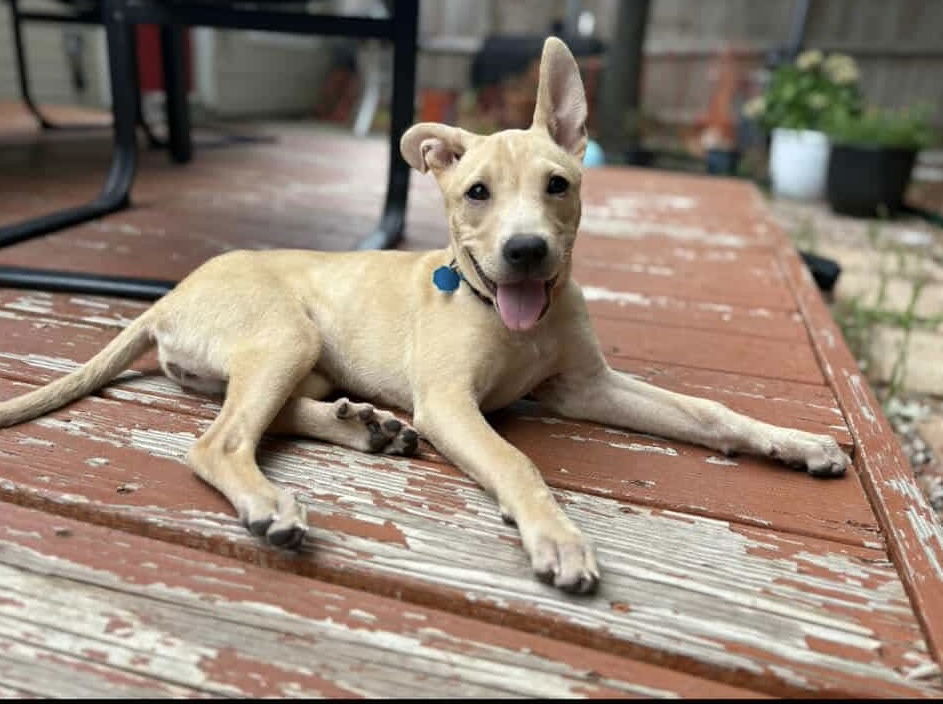 adoptable Dog in Dallas, TX named Daisy