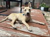adoptable Dog in dallas, TX named Daisy