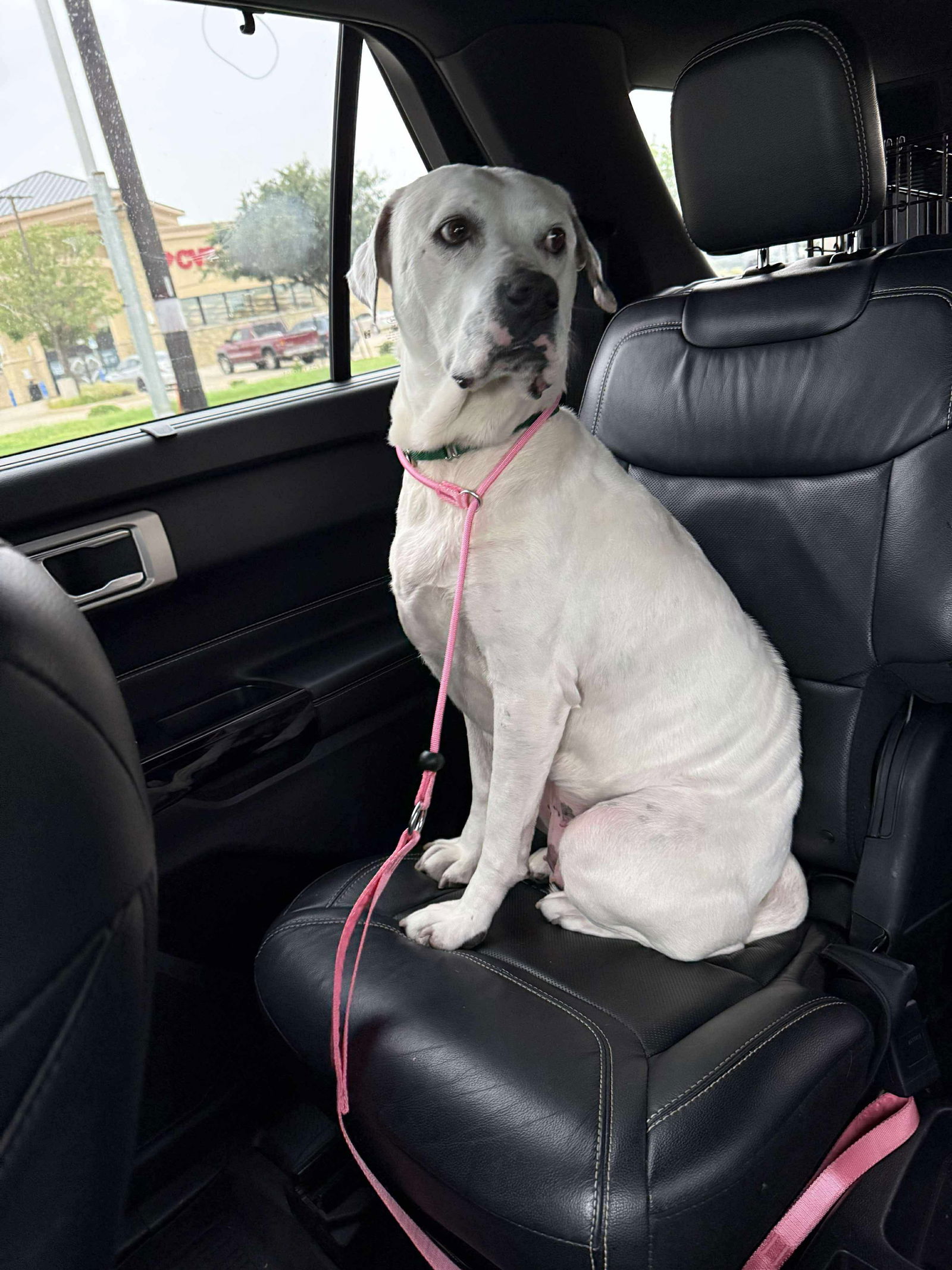 adoptable Dog in Dallas, TX named Ellie