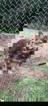 adoptable Dog in  named Scrappy