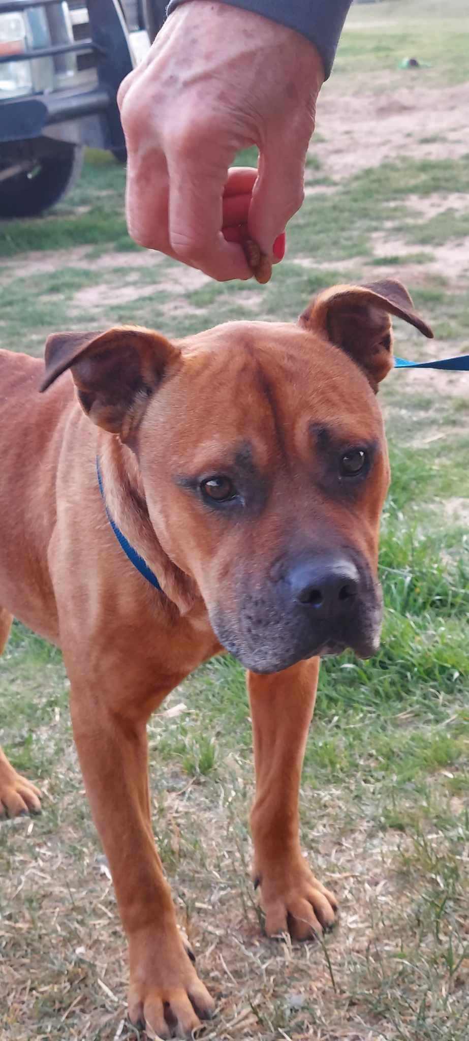 adoptable Dog in Dallas, TX named Dante