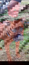 adoptable Dog in  named Dante
