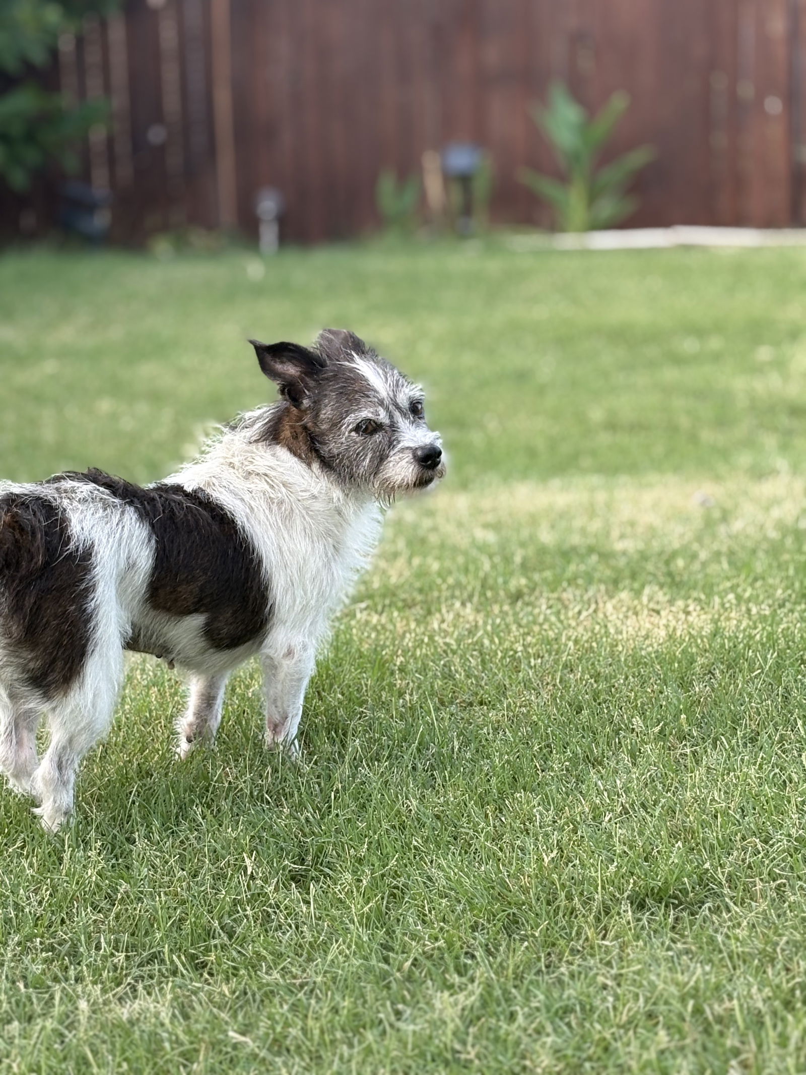 adoptable Dog in Dallas, TX named Bailey