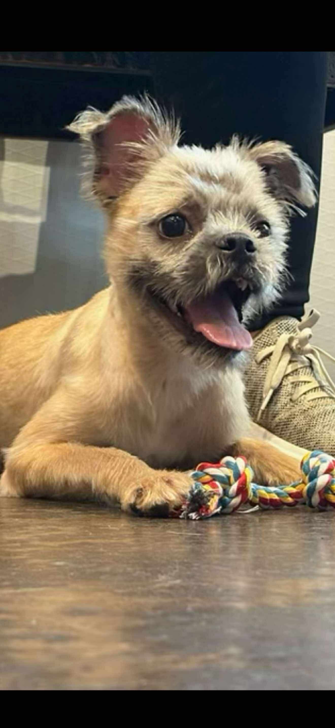 adoptable Dog in Dallas, TX named Toby