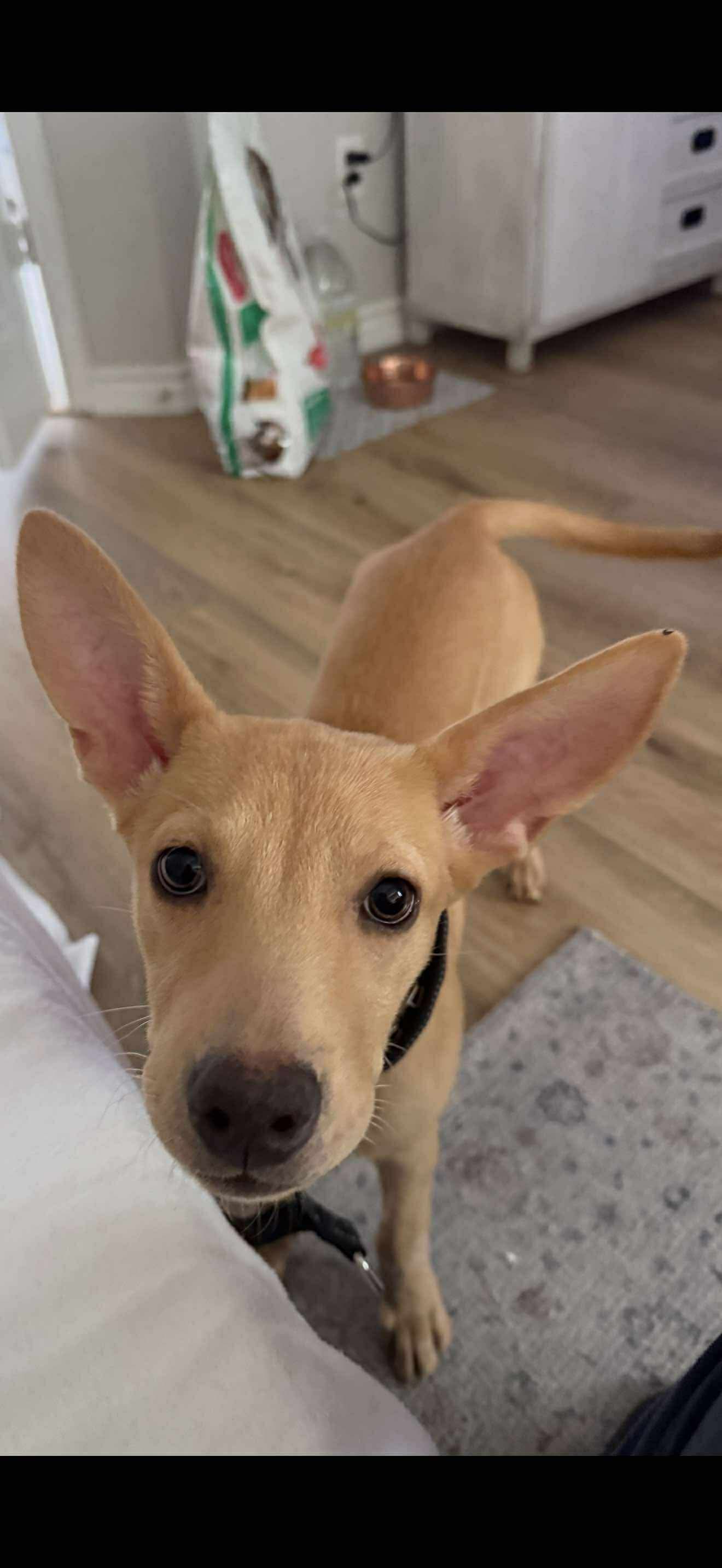 adoptable Dog in Dallas, TX named Cupcake