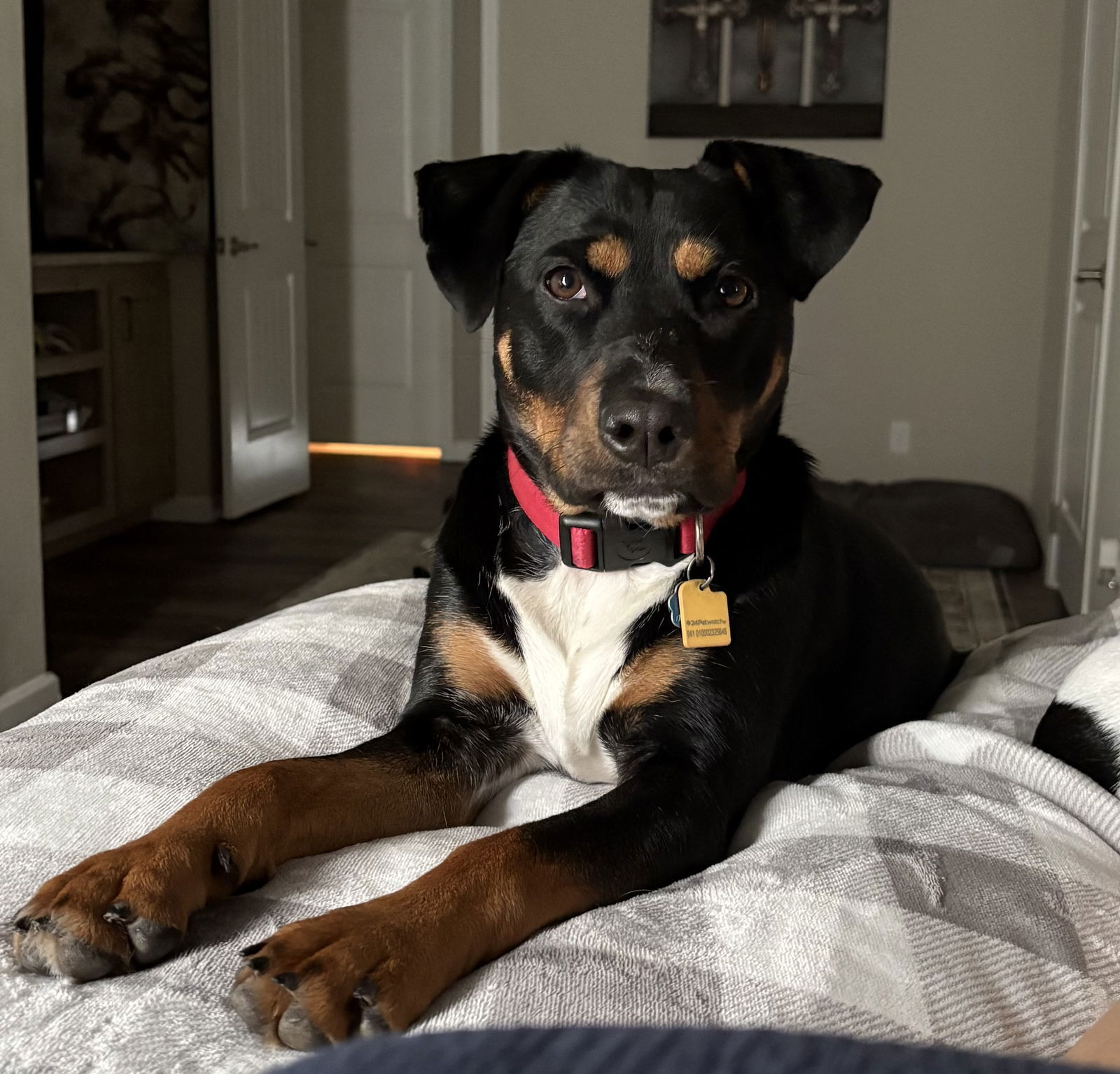adoptable Dog in Dallas, TX named Lacy