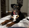 adoptable Dog in  named Lacy