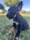 adoptable Dog in  named Vinny