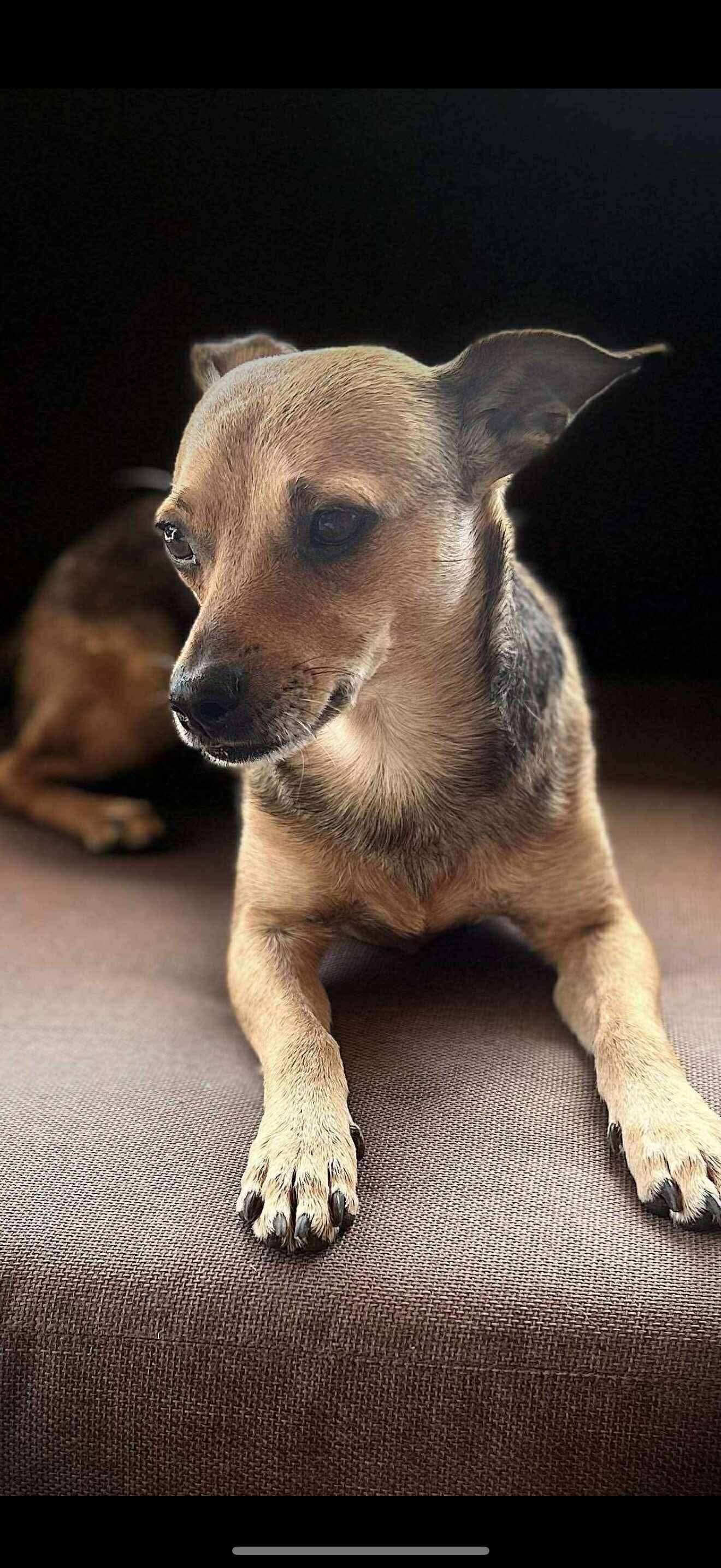 adoptable Dog in Dallas, TX named Dingo