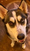 adoptable Dog in Dallas, TX named Azula