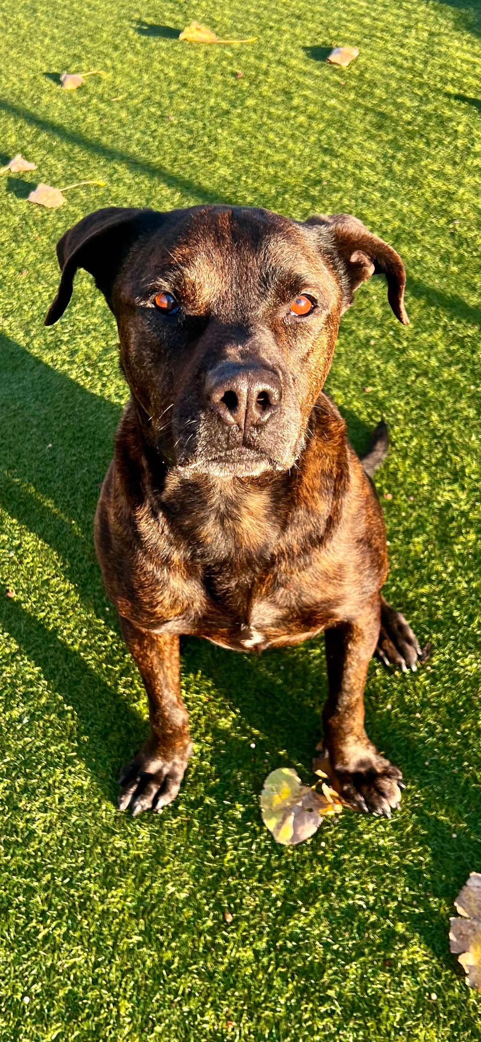 adoptable Dog in Dallas, TX named Beans