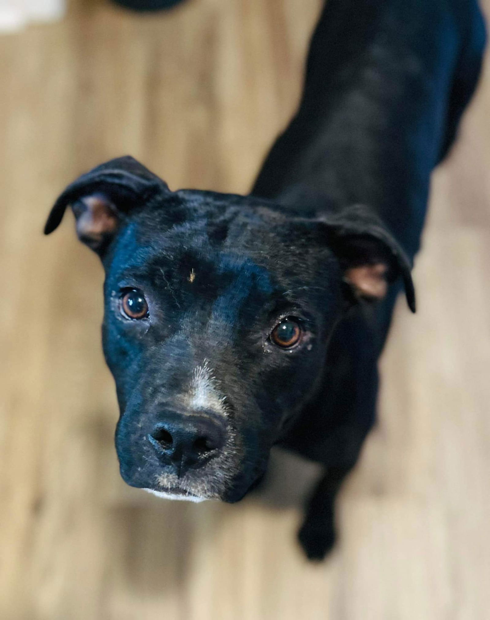 adoptable Dog in Dallas, TX named Blade