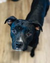 adoptable Dog in  named Blade
