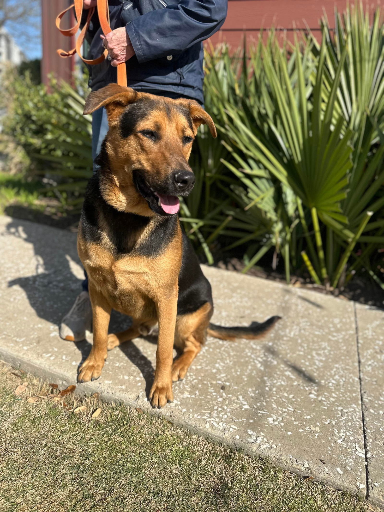 adoptable Dog in Dallas, TX named Buddy