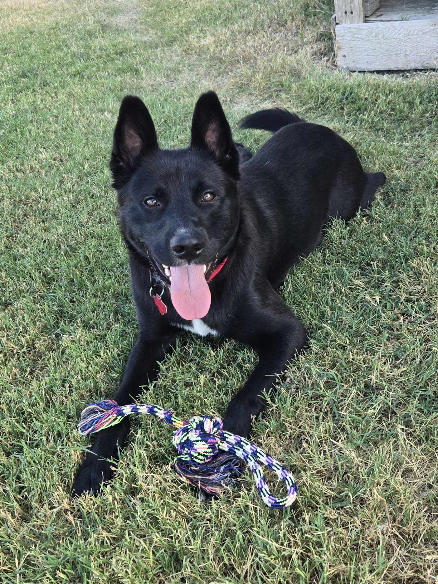 adoptable Dog in Dallas, TX named Dodge