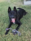adoptable Dog in Dallas, TX named Dodge